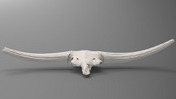 Bison latifrons skull, aka, "Whit" (front)